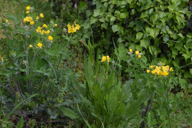 istock Greater celandin (Chelidonium majus) flowers. 1311762130