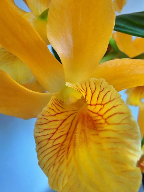 istock Yellow orchid blossom, Dendrobium nobile 2-Tr. 1311762141