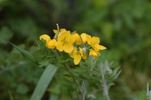 istock Greater celandin (Chelidonium majus) flowers. 1311762146