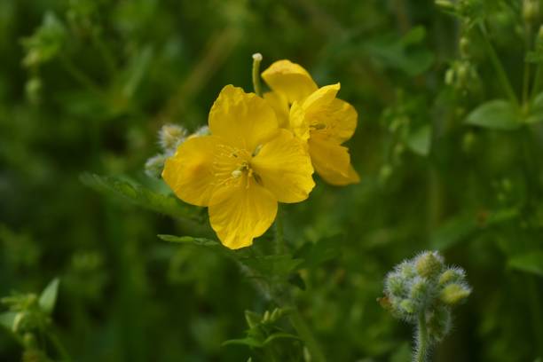istock Greater celandin (Chelidonium majus) flowers. 1311762154