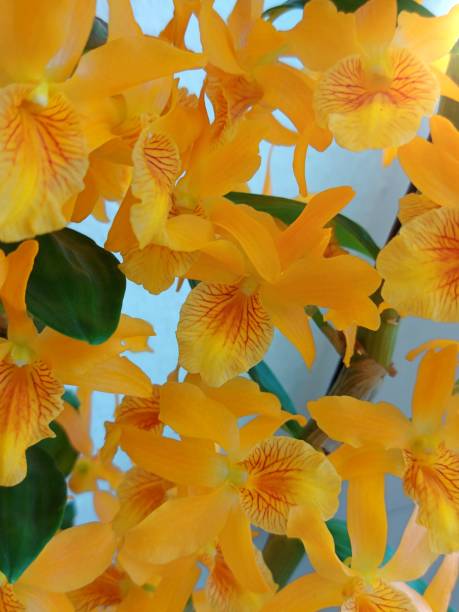 istock Yellow orchid, Dendrobium nobile 2-Tr. 1311762327
