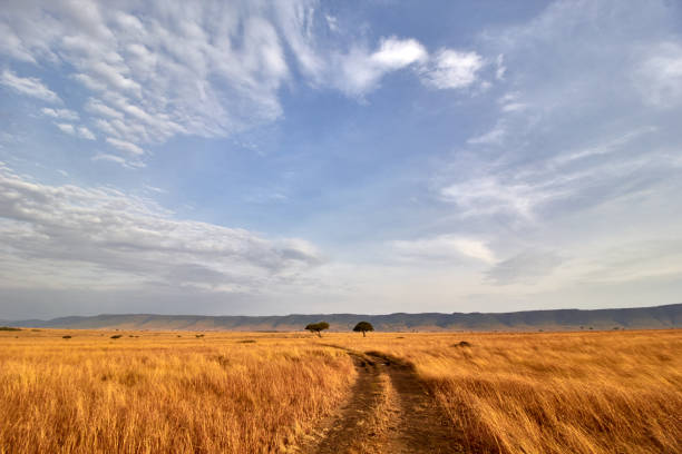 The road through Masaai Mara stock photo