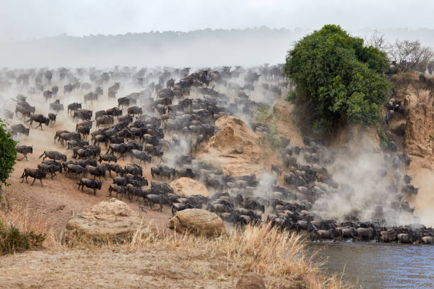 istock Wildebeest crossing the Mara River during the annual great migration. 1311765378