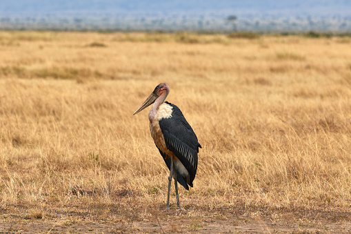Cigüeña marabou en el Masaai Mara photo