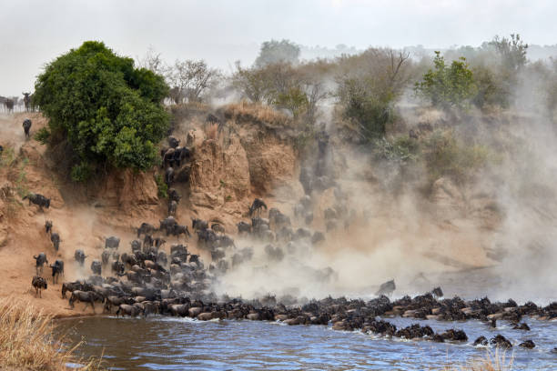 Wildebeest crossing the Mara River during the annual great migration. stock photo