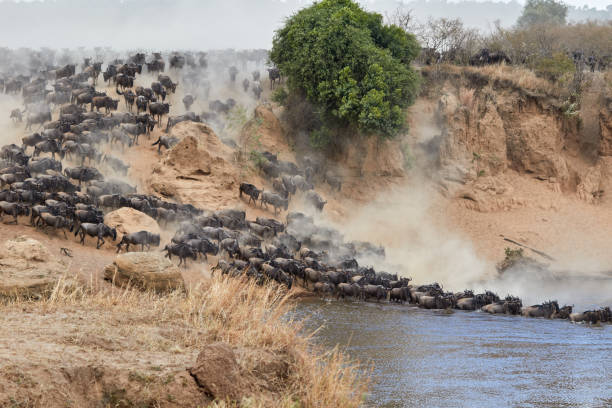 istock Wildebeest crossing the Mara River during the annual great migration. 1311765404