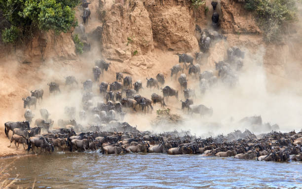 istock Wildebeest crossing the Mara River during the annual great migration. 1311765424