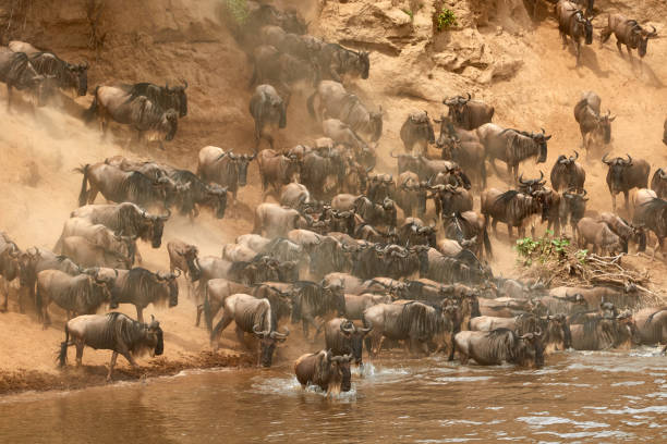 istock Wildebeest crossing the Mara River during the annual great migration. 1311765433