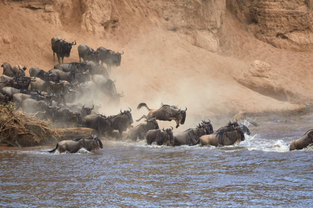 istock Wildebeest crossing the Mara River during the annual great migration. 1311765589