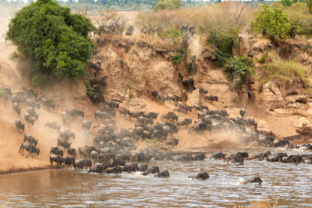 istock Wildebeest crossing the Mara River during the annual great migration. 1311765644