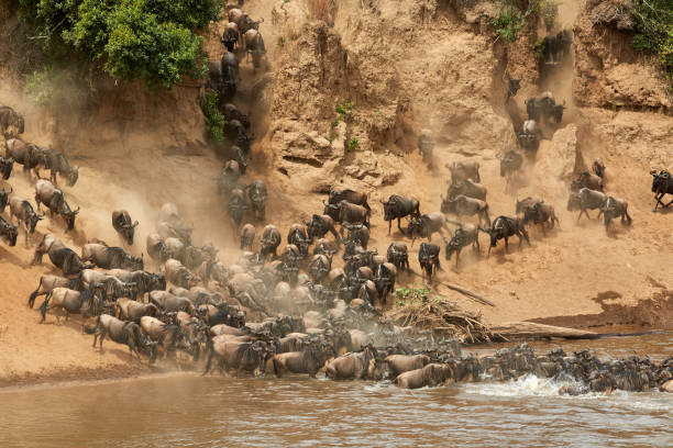 istock Wildebeest crossing the Mara River during the annual great migration. 1311765667