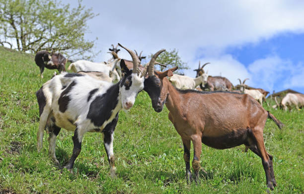 istock goats  fighting  in alpine   mountain pasture 1311765681