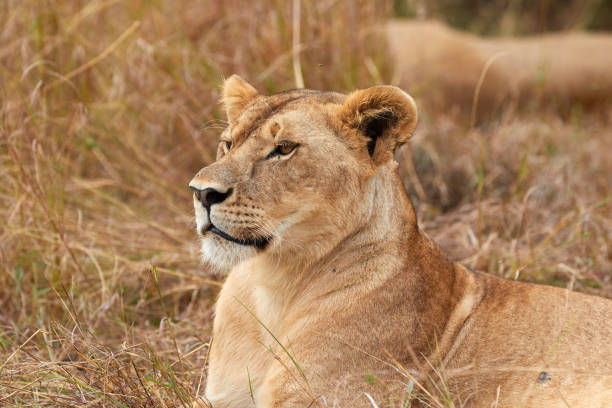 istock Close up of a big lioness 1311765683