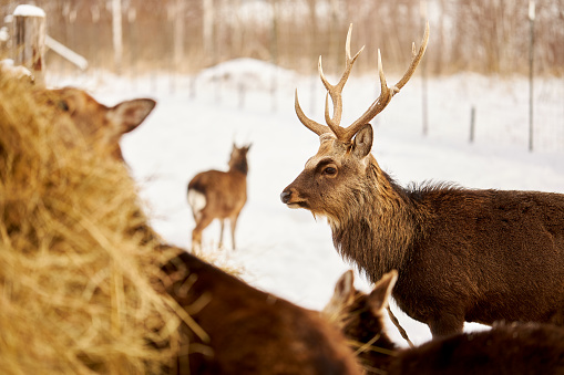 Deer and sika deer photographed during the day in a German snowy landscape, high resolution with copy space