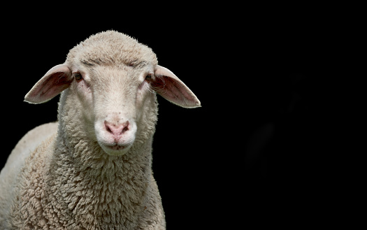 White lamb isolated on black. Closeup of a young sheep looking at camera with copy space on black background.