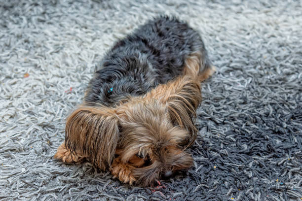 istock Cute Yorkshire terrier lying down on the floor. 1311768832