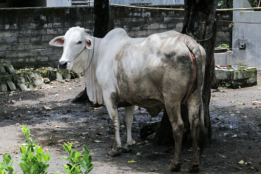 Sapi Oleng Sapi Ras Ongole Atau Sapi Jawa Atau Sapi Putih Atau Sapi Peranakan ...