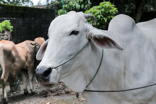 Sapi Oleng Sapi Ras Ongole Atau Sapi Jawa Atau Sapi Putih Atau Sapi Peranakan ...