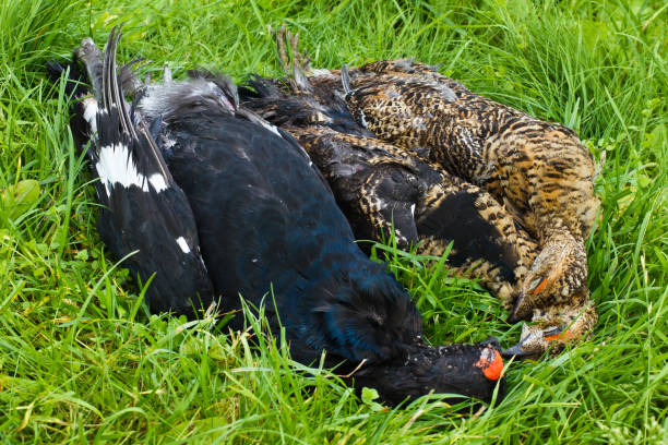 istock downed blackcock lying on the grass 1311769235