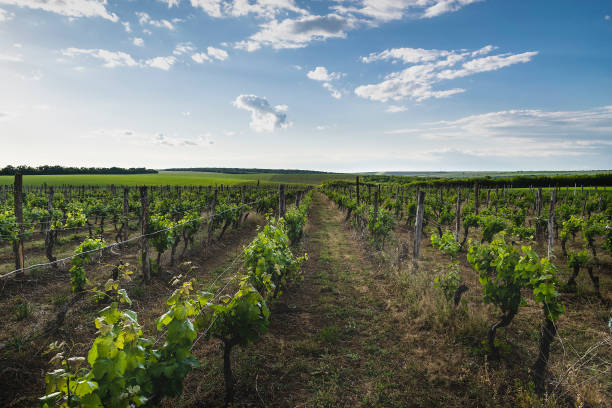 istock Landscape of rows in the vineyard, Bulgaria 1311769815