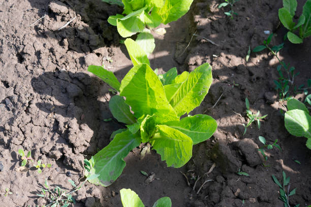 istock Growing herbs and  lettuce in the summer 1311769849