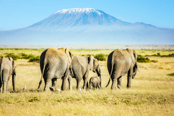 istock The famous Mount Kilimanjaro 1311769910