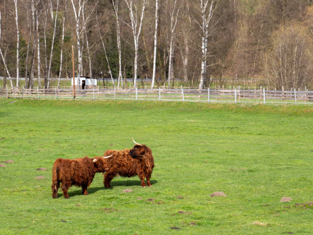 istock Scottish highland cattle in a meadow 1311771356