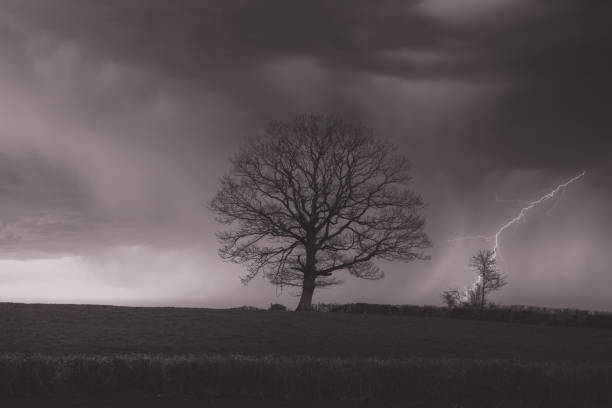 Dramatic photo of a tree in the distance with a lightning bolt in soft black and white for canvas prints