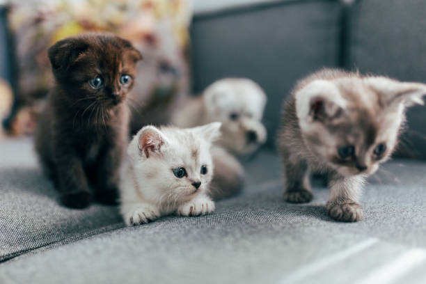 istock British Shorthair Kittens 1311772034