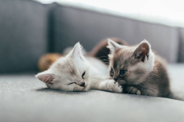 istock British Shorthair Kittens 1311772046