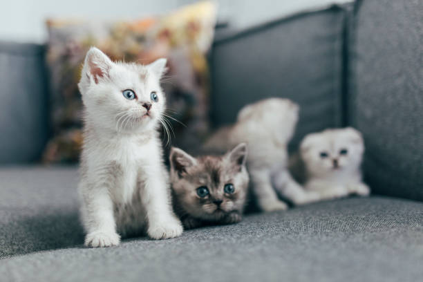 istock British Shorthair Kittens 1311772048