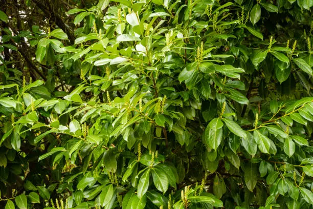 Prunus laurocerasus known as cherry laurel, common laurel and sometimes English laurel at Adler Arboretum Southern Cultures. Large, lush tree with evergreen leaves begins to bloom. Sirius, Sochi.