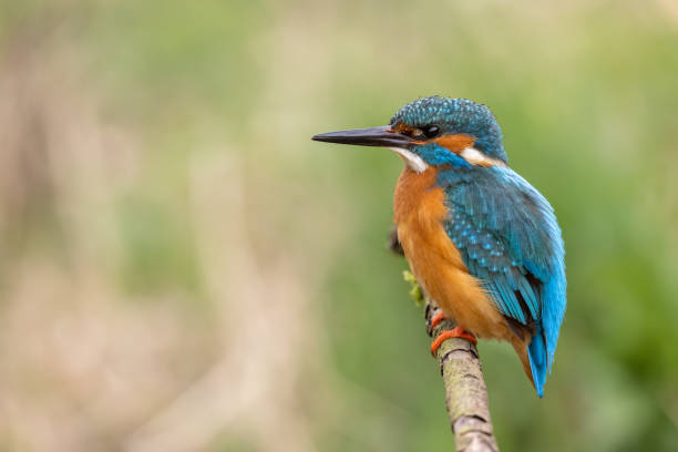 istock Male common kingfisher 1311773205