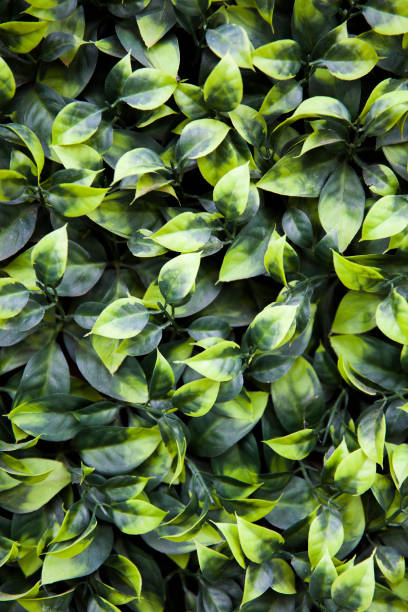 istock Texture of ivy leaves closeup 1311773488