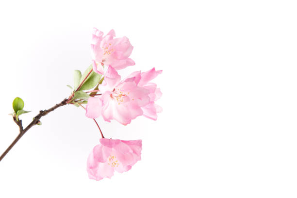 Chinese flowering crab-apple blooming on white background