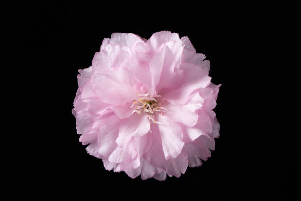 istock Spring Cherry blossoms, pink flower head isolated on black background 1311773492
