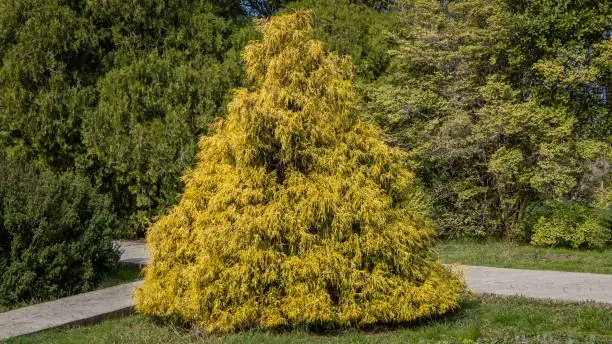 Chamaecyparis pisifera 'Filifera Aurea' (Sawara cypress or Sawara Japanese) in Arboretum Park Southern Cultures. Yellow leaves of false cypress on the background of evergreens. Sirius (Adler) Sochi.