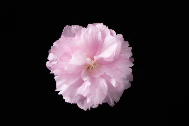 istock Spring Cherry blossoms, pink flower head isolated on black background 1311773516