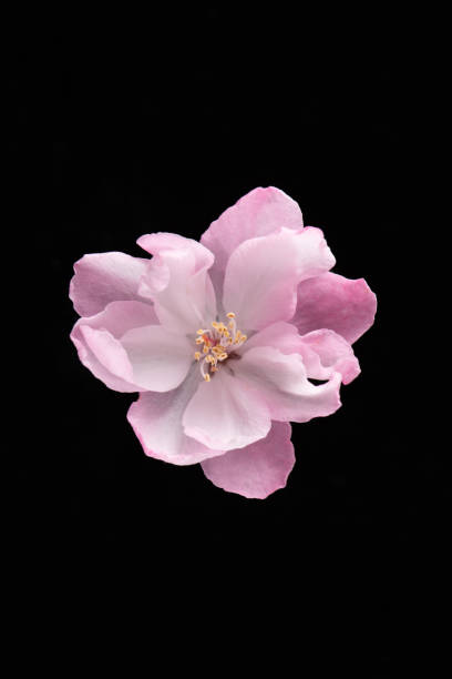 Chinese flowering crab-apple blooming isolated on black background