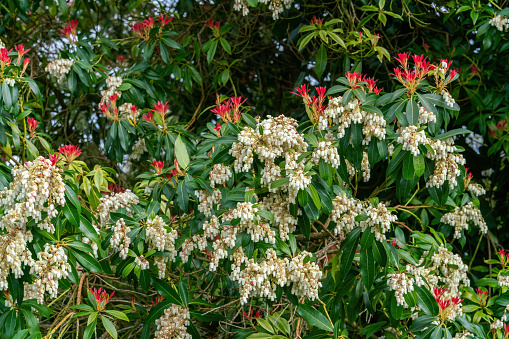 Japanese Pieris plant blossoms in spring. Close view.
