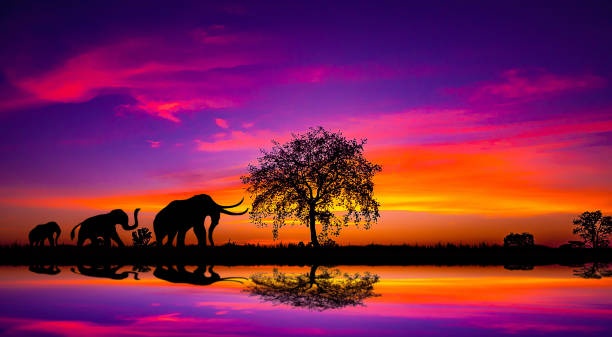 Panorama silhouette tree in africa with sunset.Dark tree on open field dramatic sunrise.Safari theme.blur shadow techniques.elephants. OLYMPUS DIGITAL Panorama silhouette tree in africa with sunset.Dark tree on open field dramatic sunrise.Safari theme.blur shadow techniques.elephants.CAMERA variegated foliage stock pictures, royalty-free photos & images