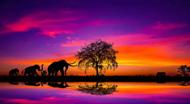Photo of Panorama silhouette tree in africa with sunset.Dark tree on open field dramatic sunrise.Safari theme.blur shadow techniques.elephants.