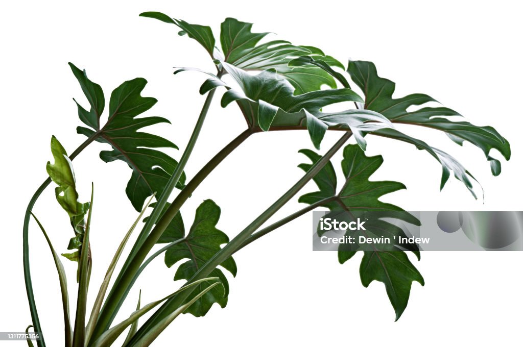Philodendron Xanadu, Xanadu leaves  isolated on white background, with clipping path Philodendron Stock Photo
