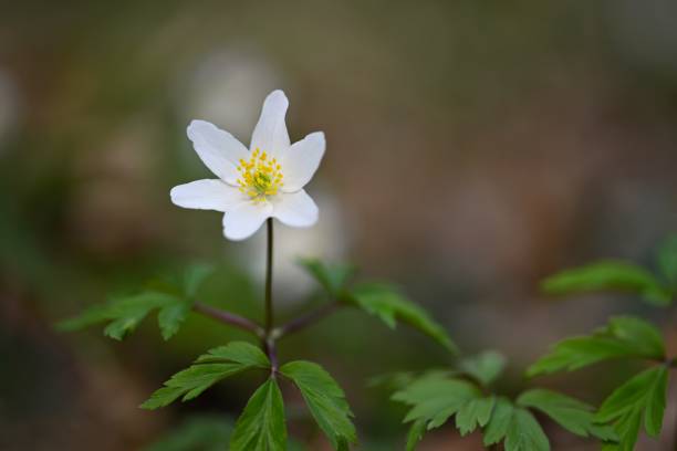 istock Spring white flowers in the grass Anemone (Isopyrum thalictroides) 1311775380