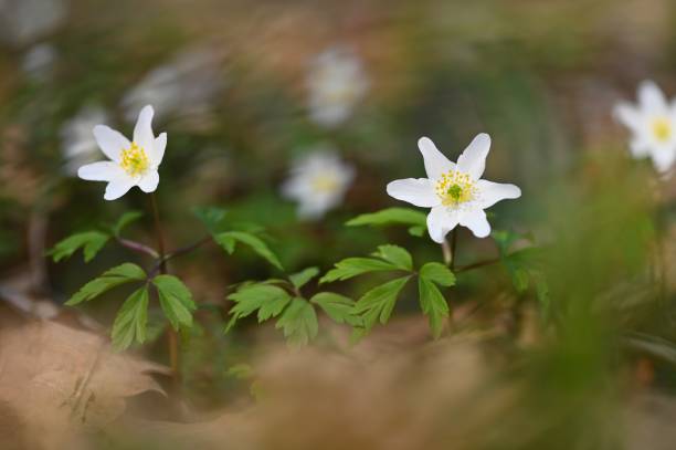 istock Spring white flowers in the grass Anemone (Isopyrum thalictroides) 1311775435