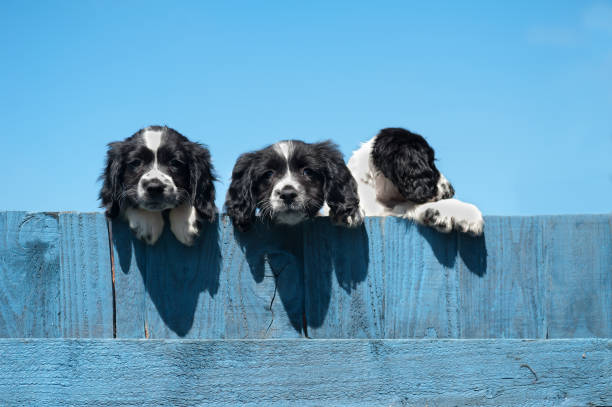 istock Three pretty spaniel puppies two peeping over fence and looking forward the other  totally disinterested  and looking the other way. 1311775456