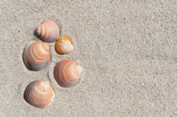 istock Horizontal banner or header with shells on pure white sand. Summer concept with copy space. 1311776573