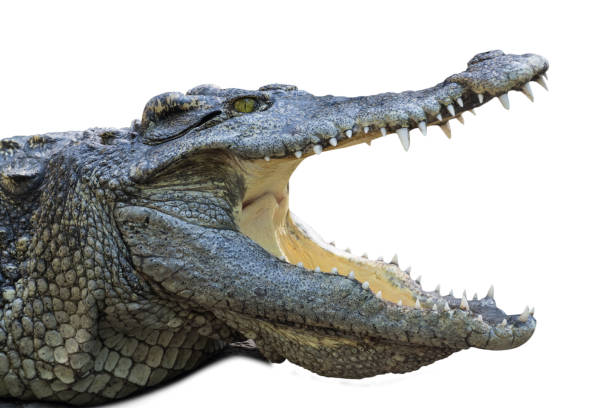 istock close up crocodile with open mouth isolated white background 1311776817