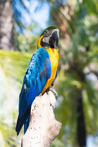 istock Bird Blue-and-yellow macaw standing with branches  of tree background 1311776819