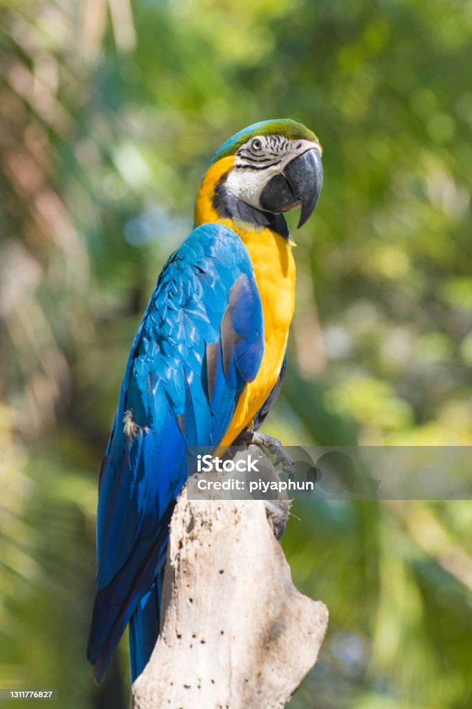 Nuôi Vẹt Macaw Blue and Gold nghìn đô đón lộc tiền tỉ | Pet Mart